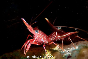 HURRYING IN A STARRY NIGHT
Durban hinge-beak Prawn
Sera... by Mickle Huang 